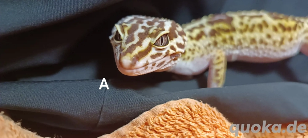 Eublepharis angramainyu  Iranischer Leopardgecko 