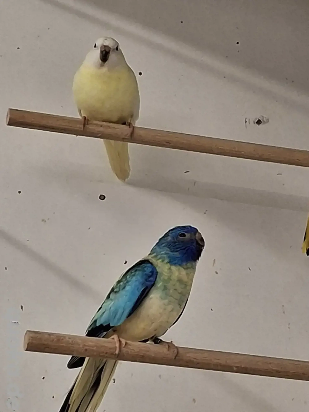 Glanzsittiche abzugeben 