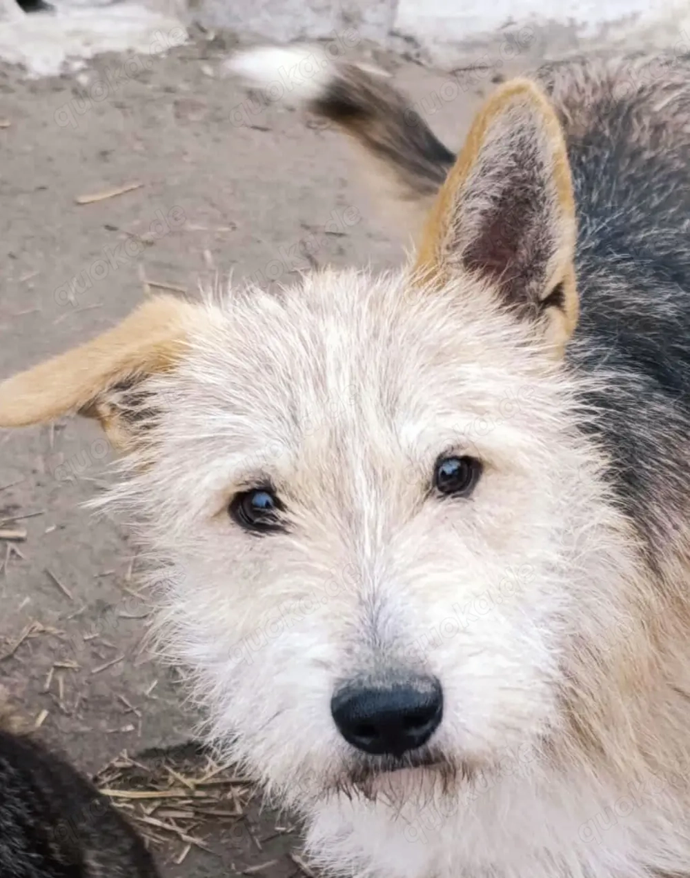 SOS - Junis sucht ein liebevolles Zuhause