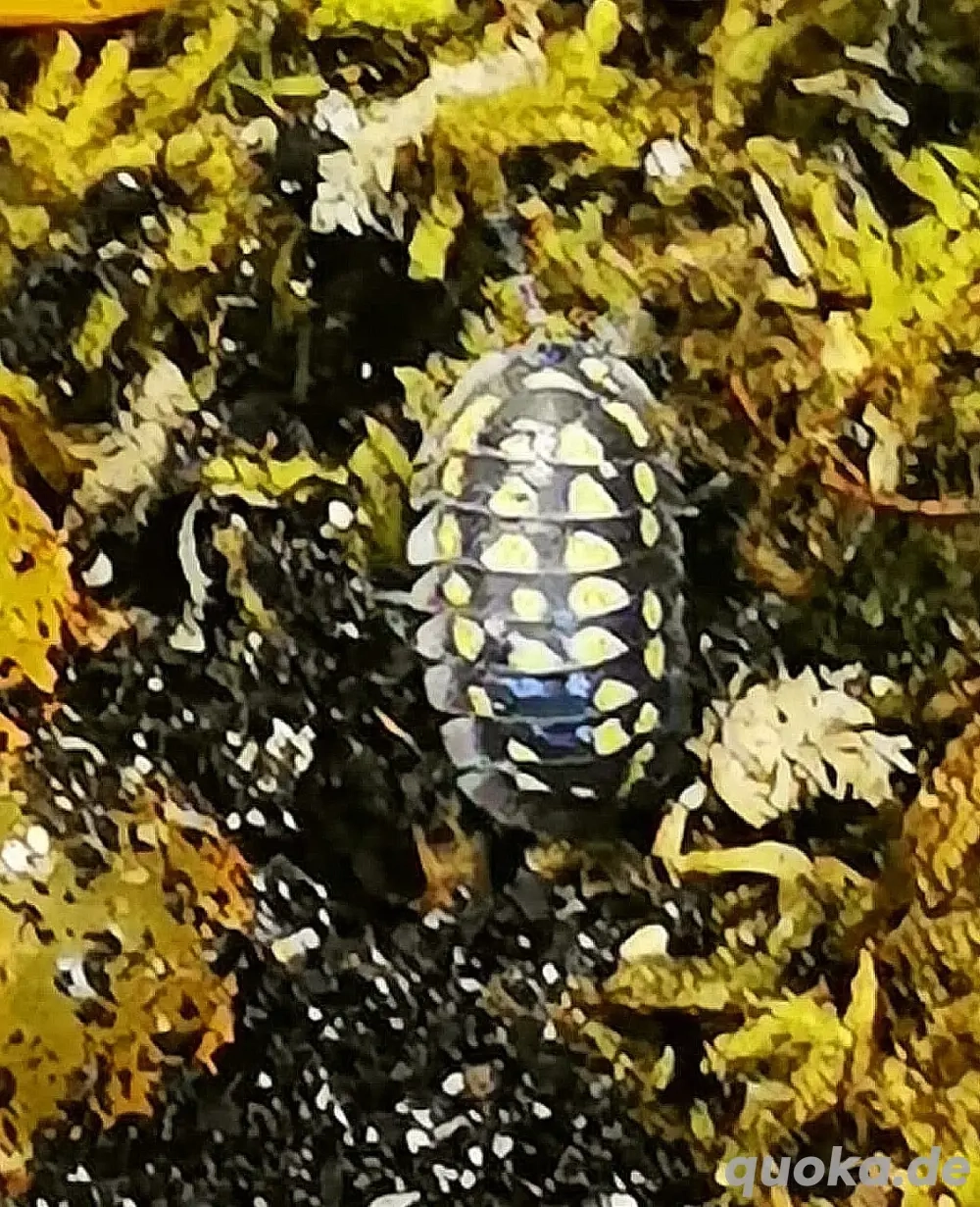 Armadillidium gestroi