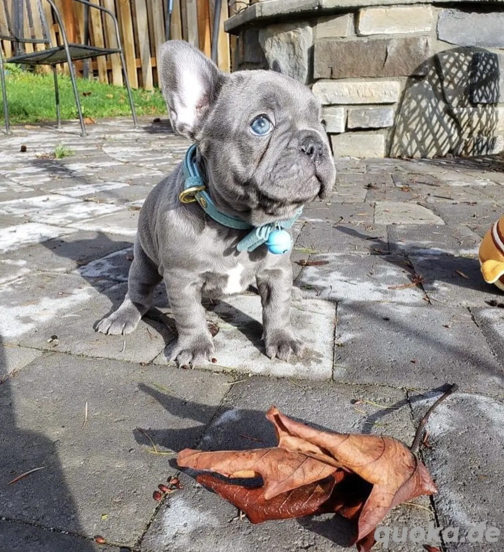 Extrem süß Französische Bulldoggen Welpen