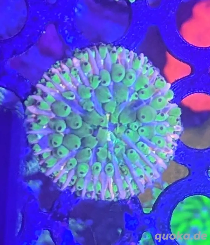 Korallen Ableger Cycloseris Fungia multicolor