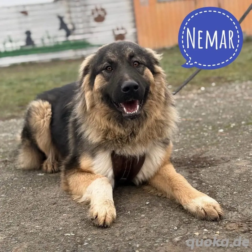 Nemar, junger und prächtiger Sarplaninac Mix Rüde