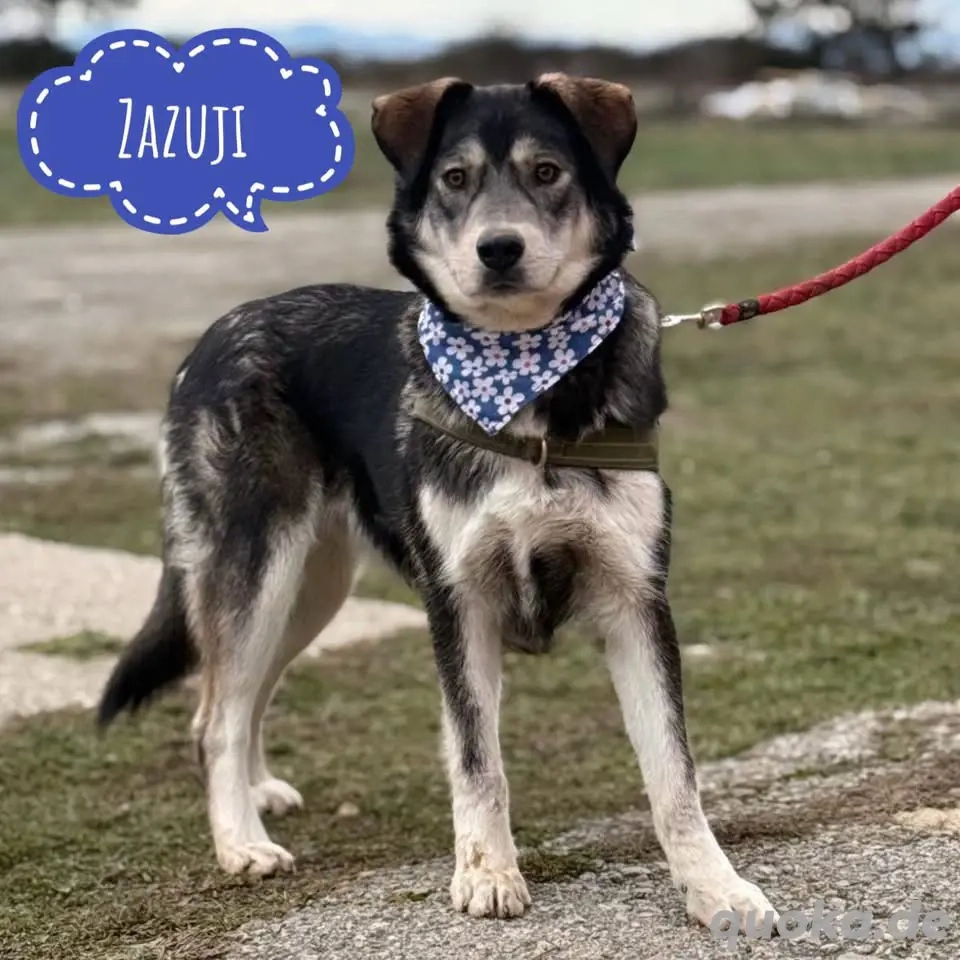 Zazuji, wunderhübscher Husky Labrador Mix