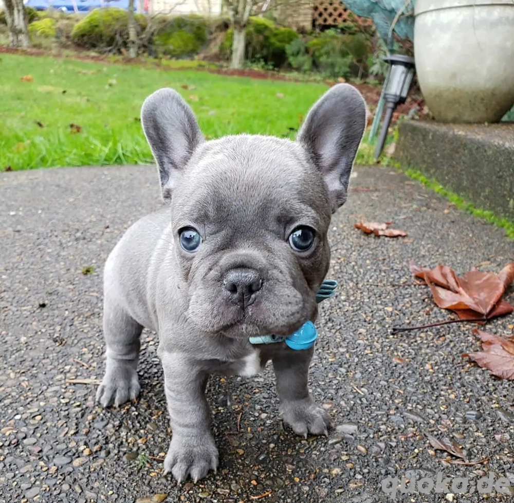 Wunderbar süße französische Bulldoggen Welpen