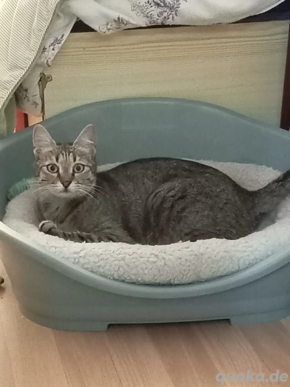 Miri - tolles Katzenmädchen sucht großes Glück