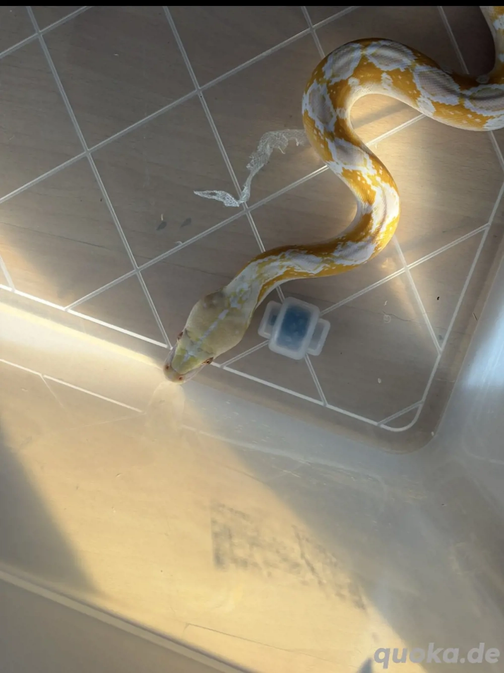 Netzpython Albino motley sunfire  weibchen