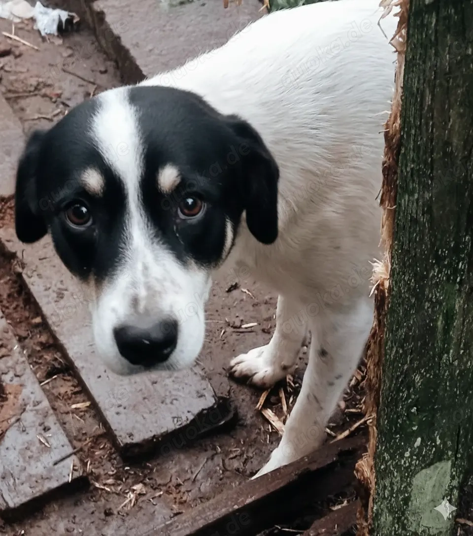Perry - schenkst du ihm ein liebevolles Zuhause?