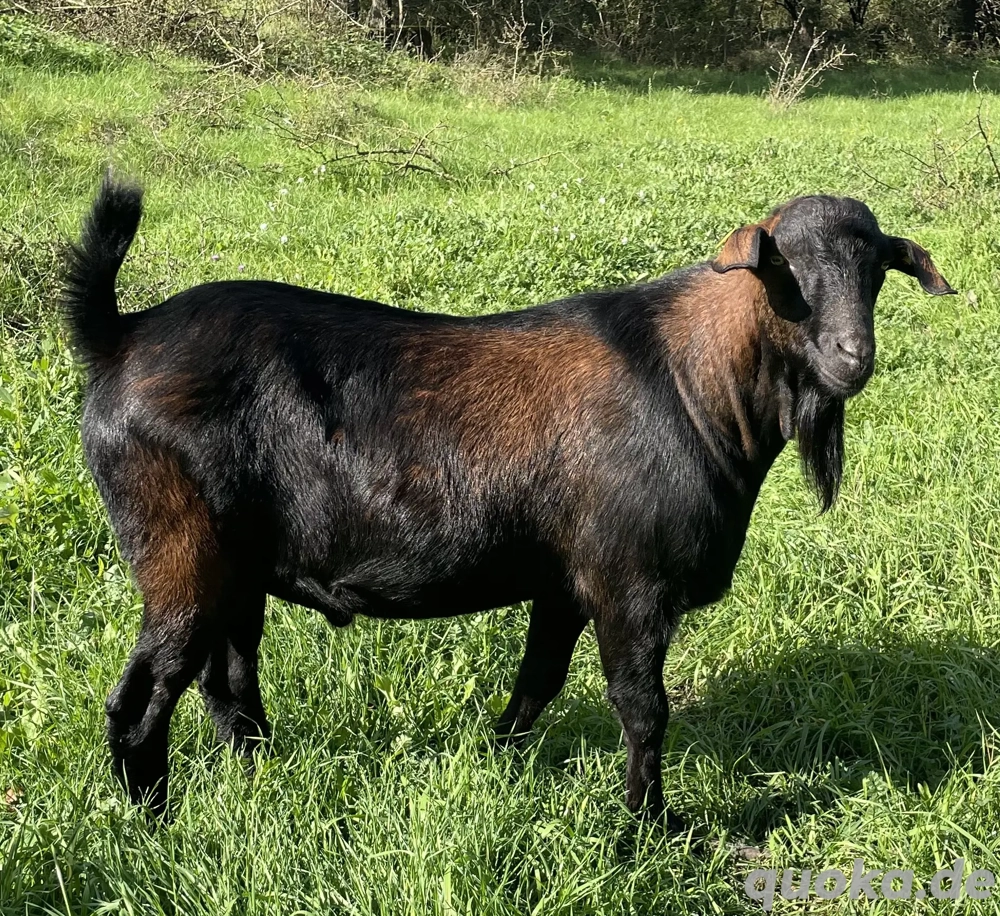 Hornlose Ziegen zu verkaufen