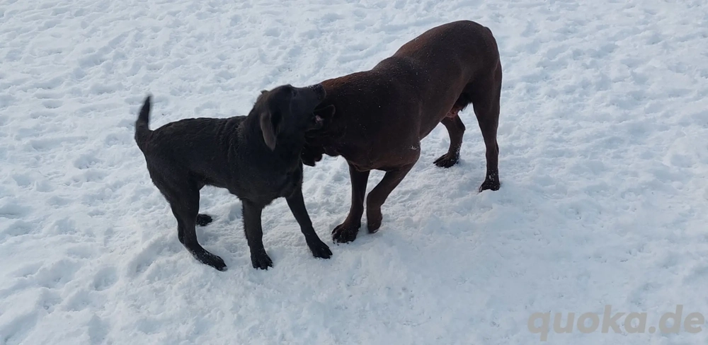Schöne Labrador Welpen