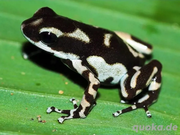Suche Oophaga pumilio "Róbalo" Pärchen 1.1 