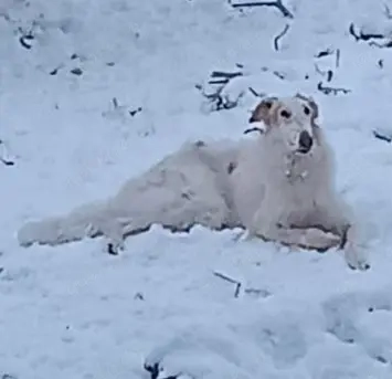 Junghunde (7 Monate) - suchen ein liebevolles Happy-Home 