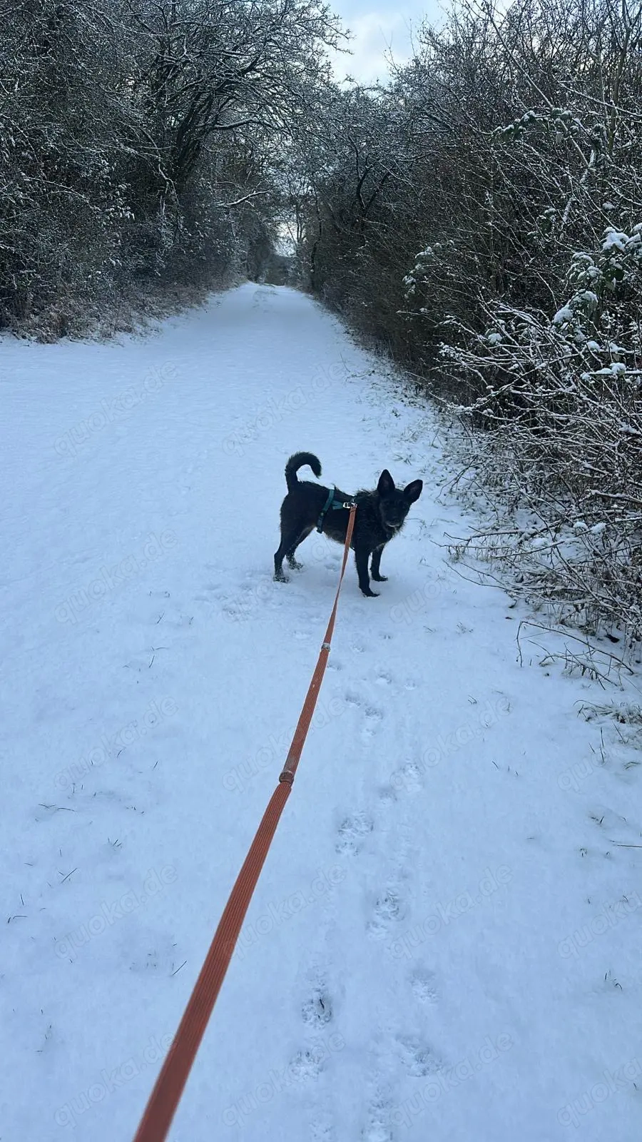 Aida auf Pflegestelle 