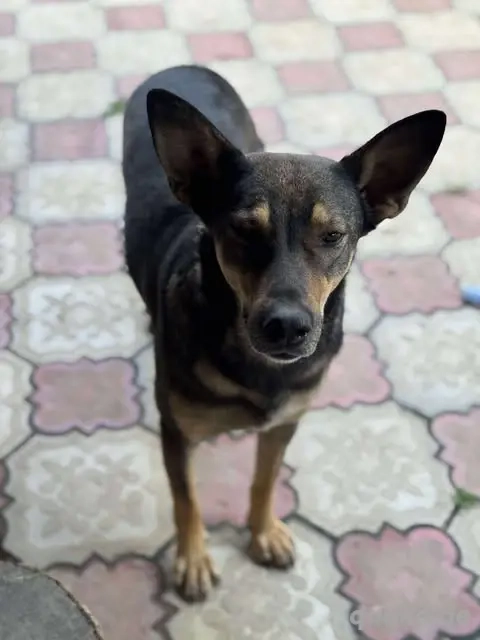 Fröhliche Vica - ist so lieb und menschenbezogen