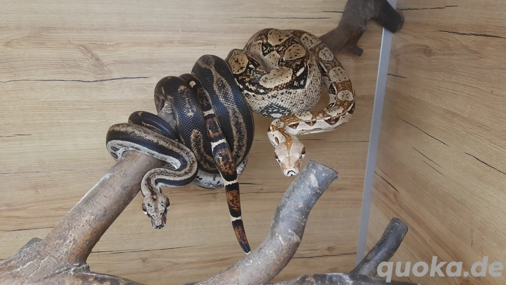 Boa constrictor Kaiserboa Schlange Leopard Motley Weibchen Ratten Mäuse