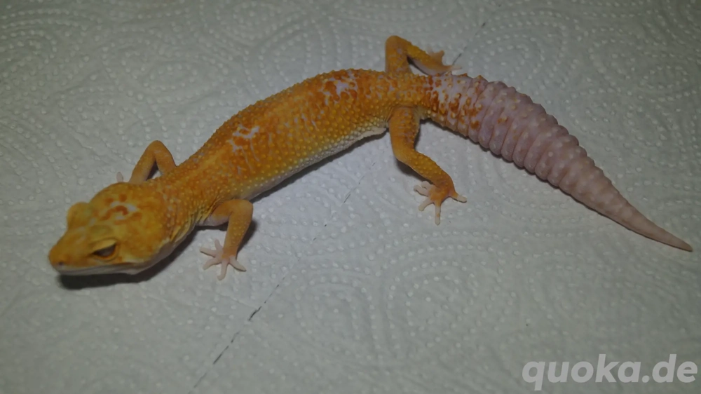 Leopardgecko Sunglow
