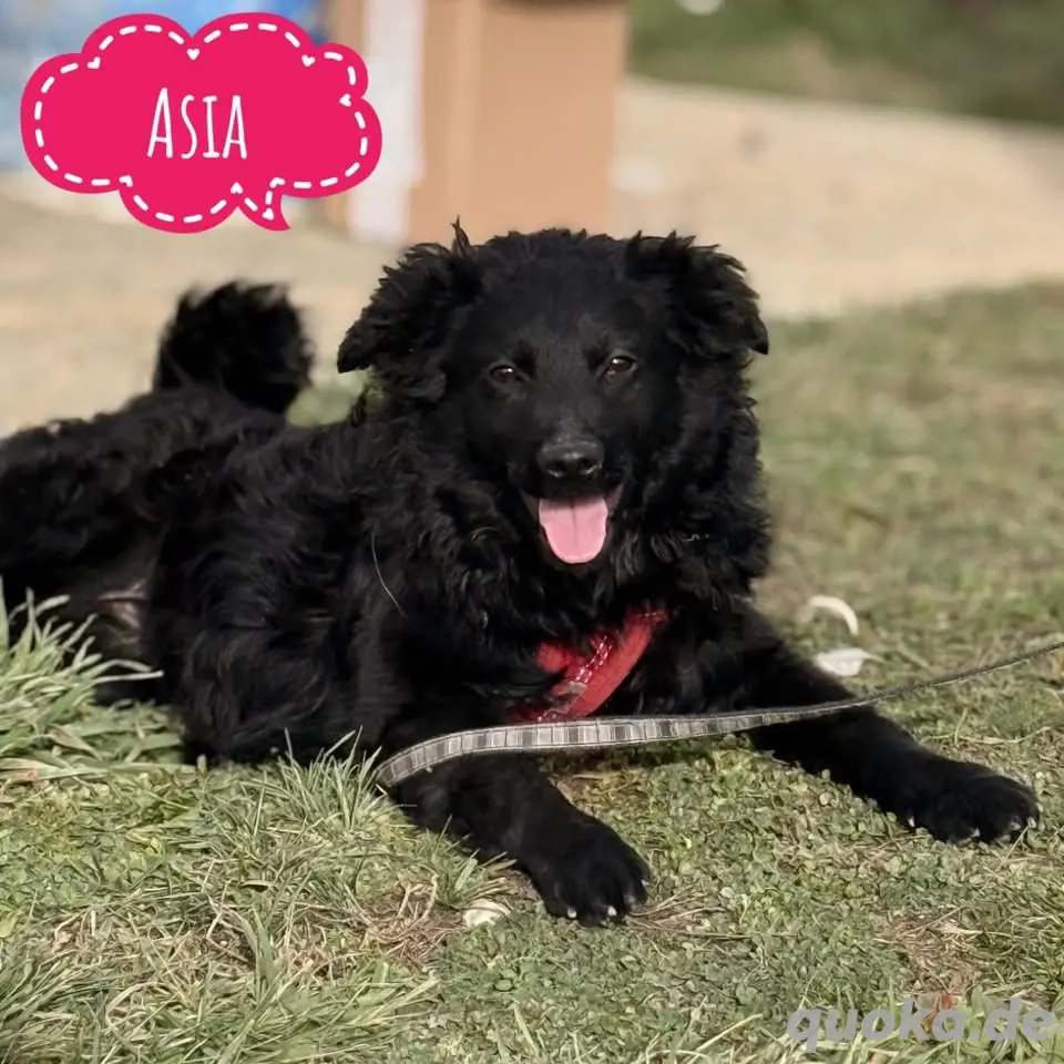 Asia, wunderschöne und liebe Junghündin, Mudi Kroatischer Schäferhund