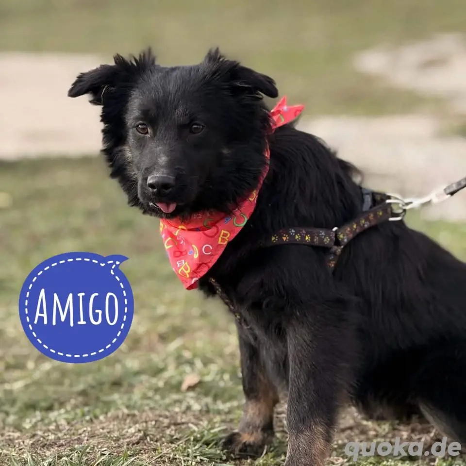 Amigo, wunderschöner und junger Mischling, Kroatischer Schäferhund Mudi 