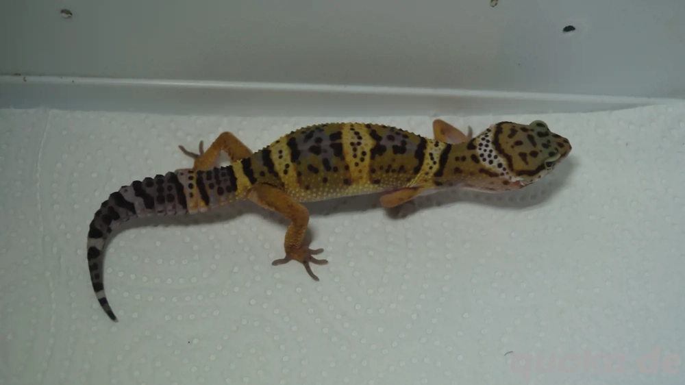 Leopardgecko aus der Black Night Linie 0.0.3 aus 25 