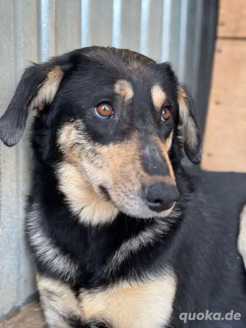 Amelia - herzlos ausgesetzt mit 6 Welpen