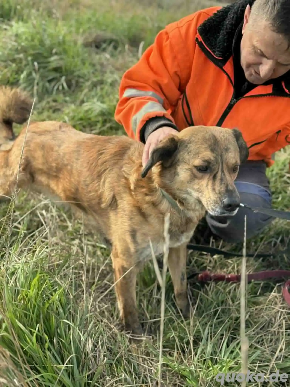 Rico - hatte kein schönes Leben - hofft noch auf sein Glück
