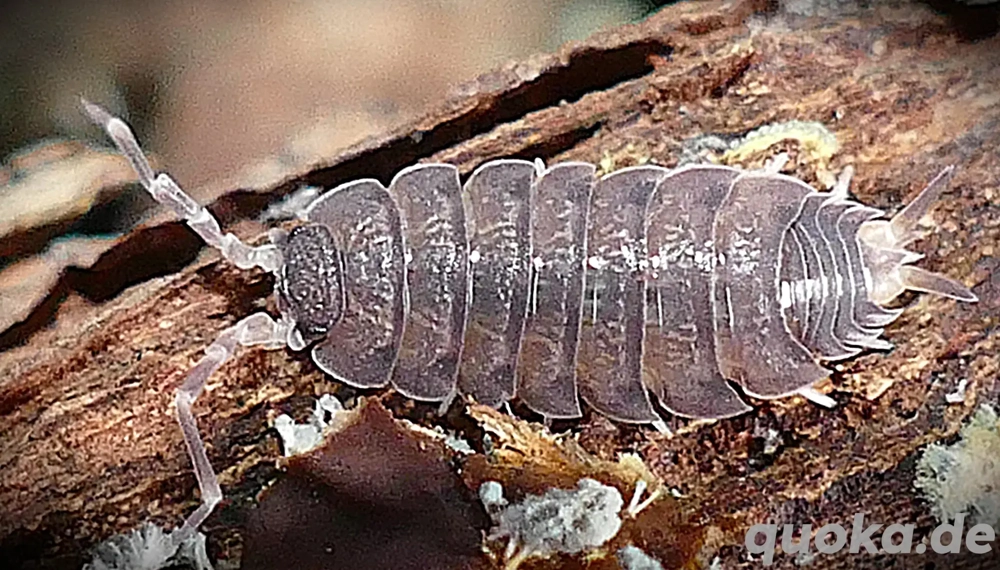 12 Porcellio vulcanicus - Asseln Isopod 