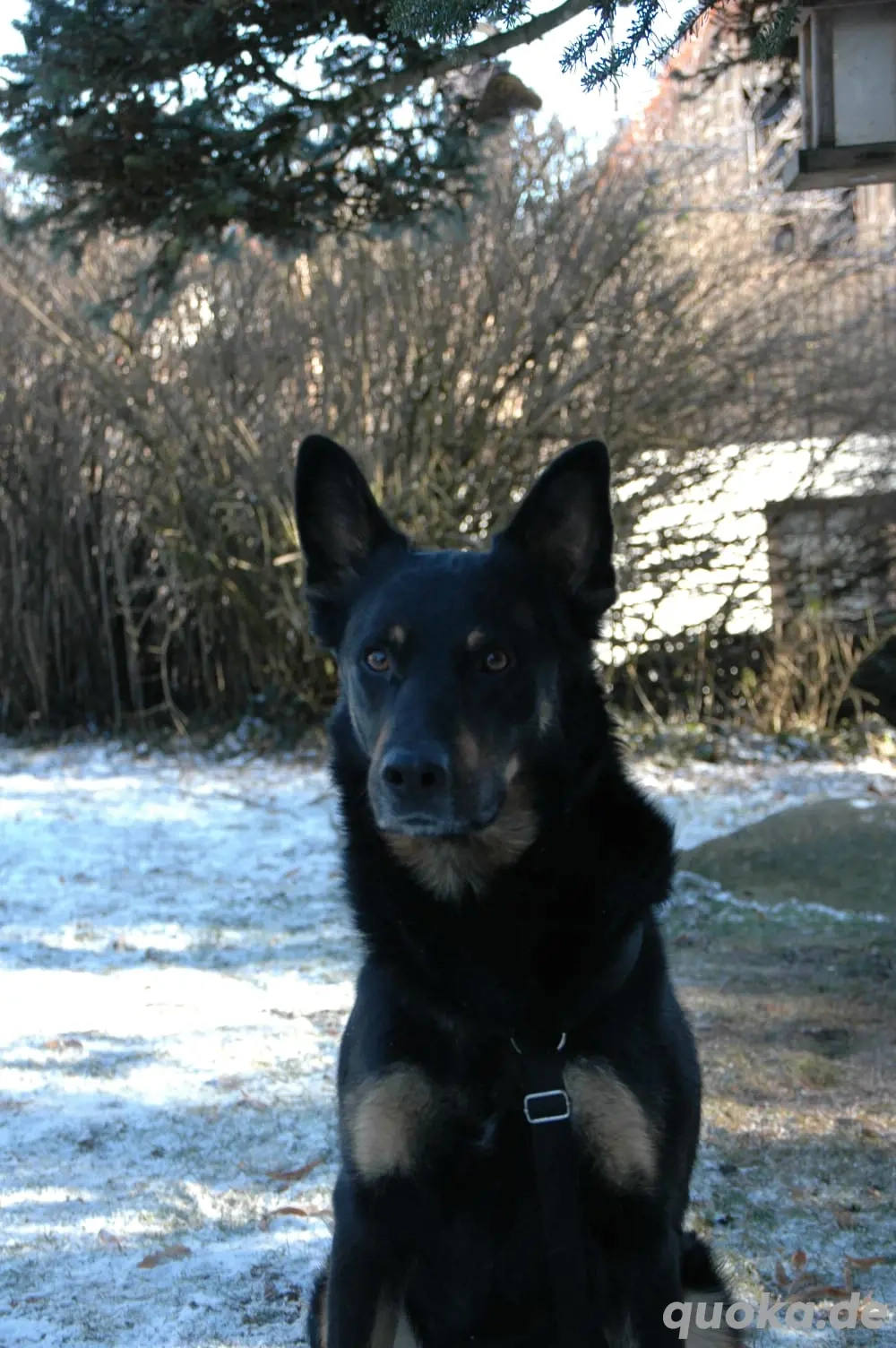 Jafar ein zauberhafter Rüde sucht aktive Menschen 