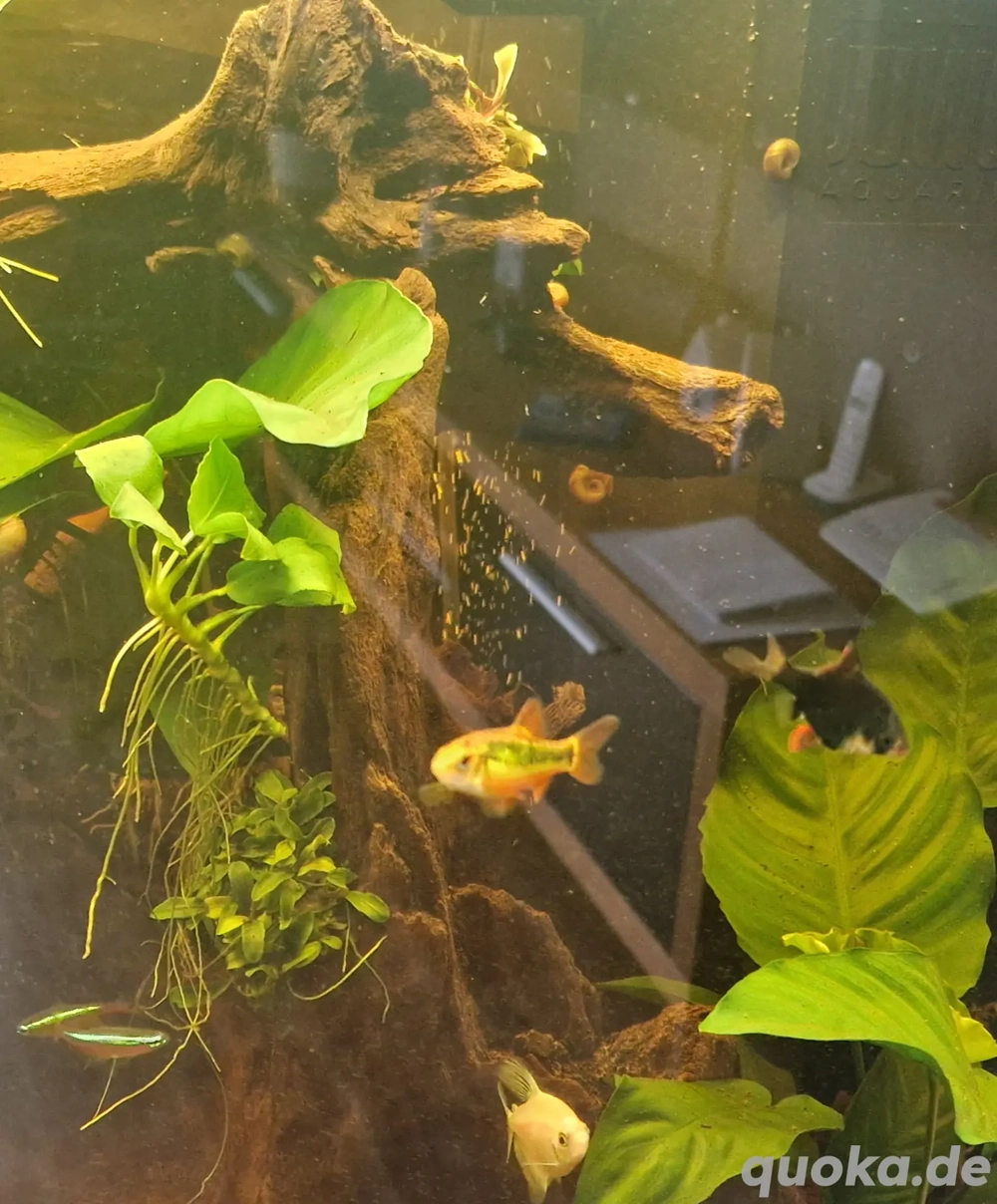 Messingbarbe und Sumatrabarbe 