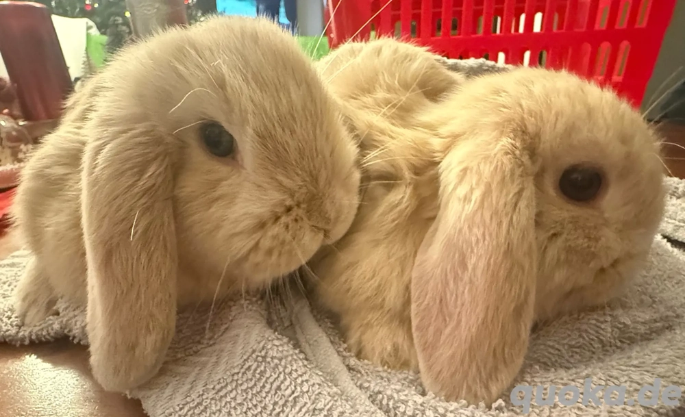 Mini Loop Zwergwidder