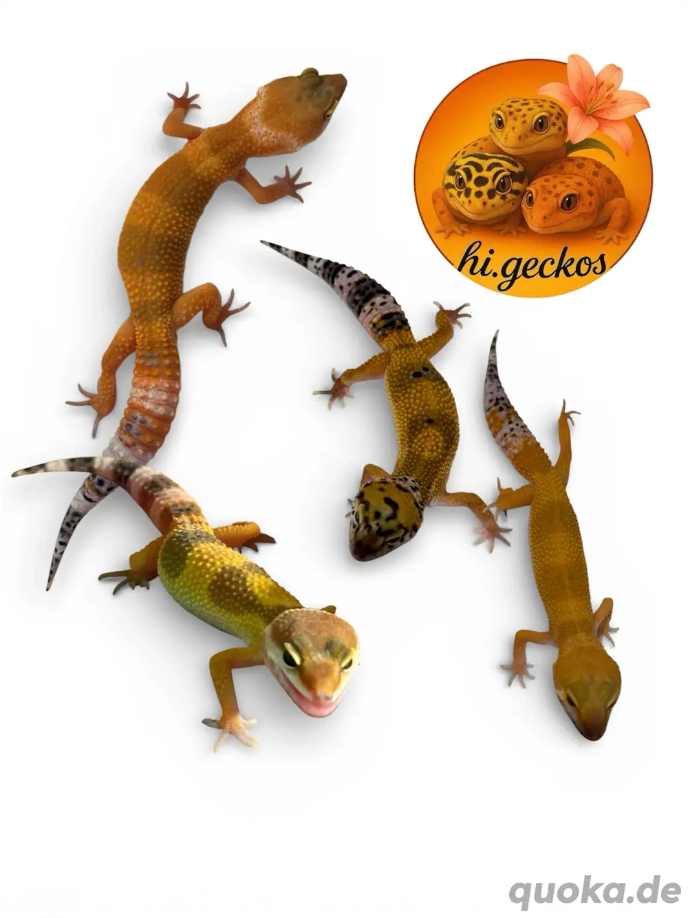Leopardgecko NZ 25