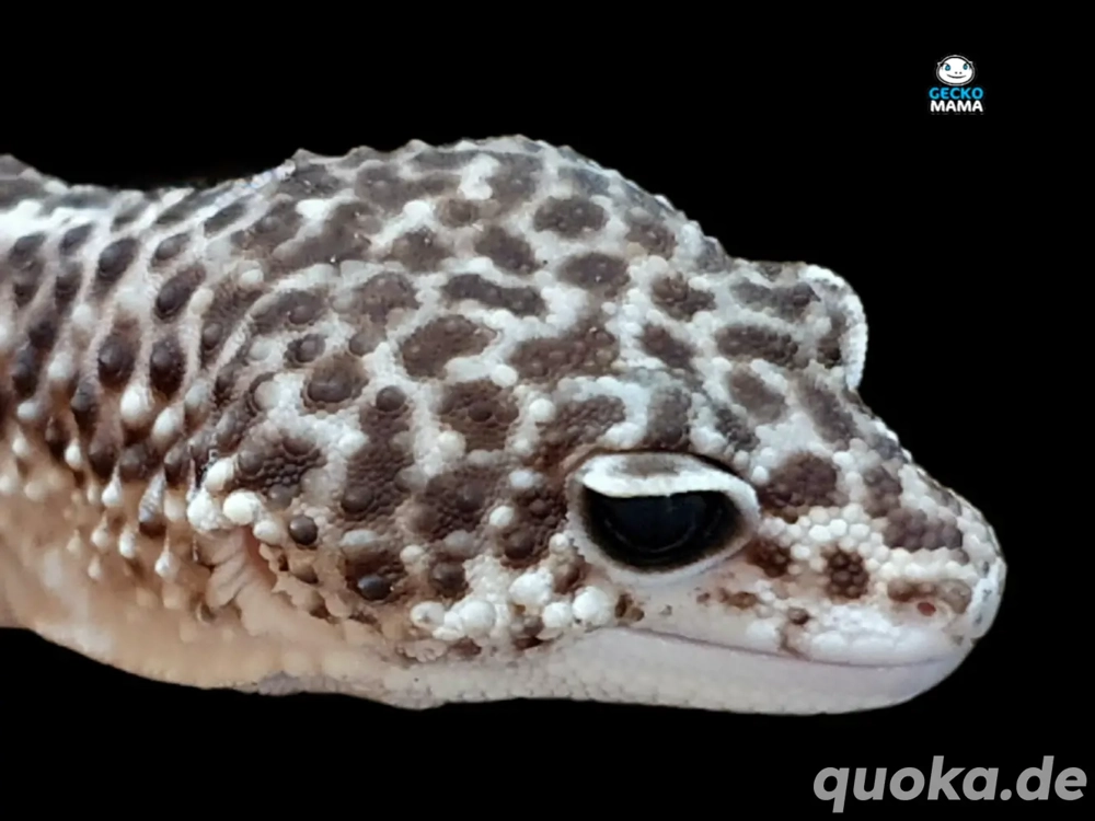 Leopardgecko Mack Super Snow (M)