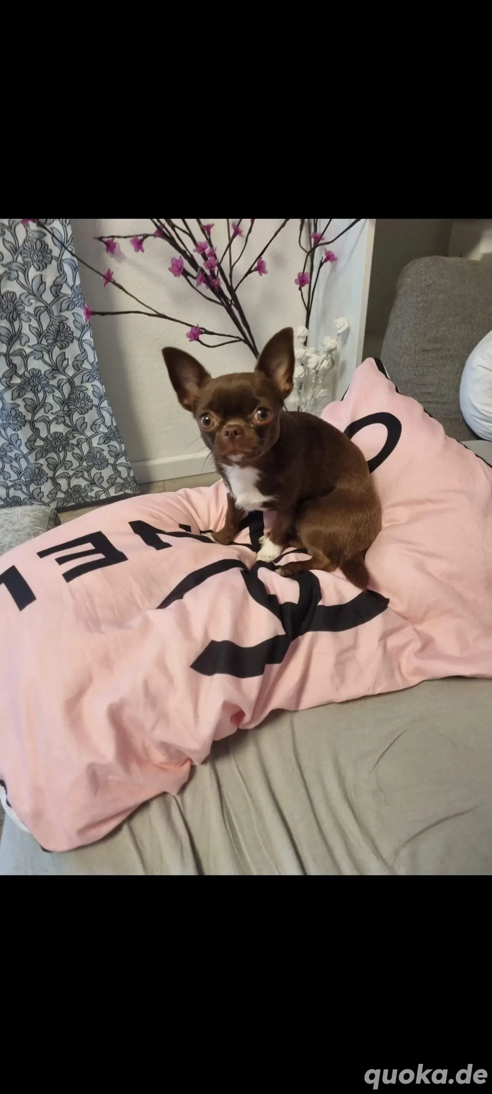 Mini Chihuahua Welpe Kurzhaar GESUCHT!!!