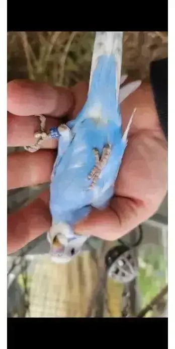 Wellensittich vom Angemeldet Züchter DKB mit Ring Handzahm 