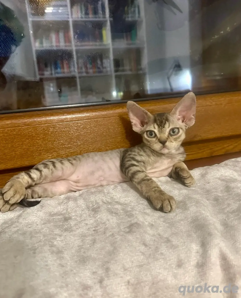 Devon Rex Mädchen frei   Abgabe Februa