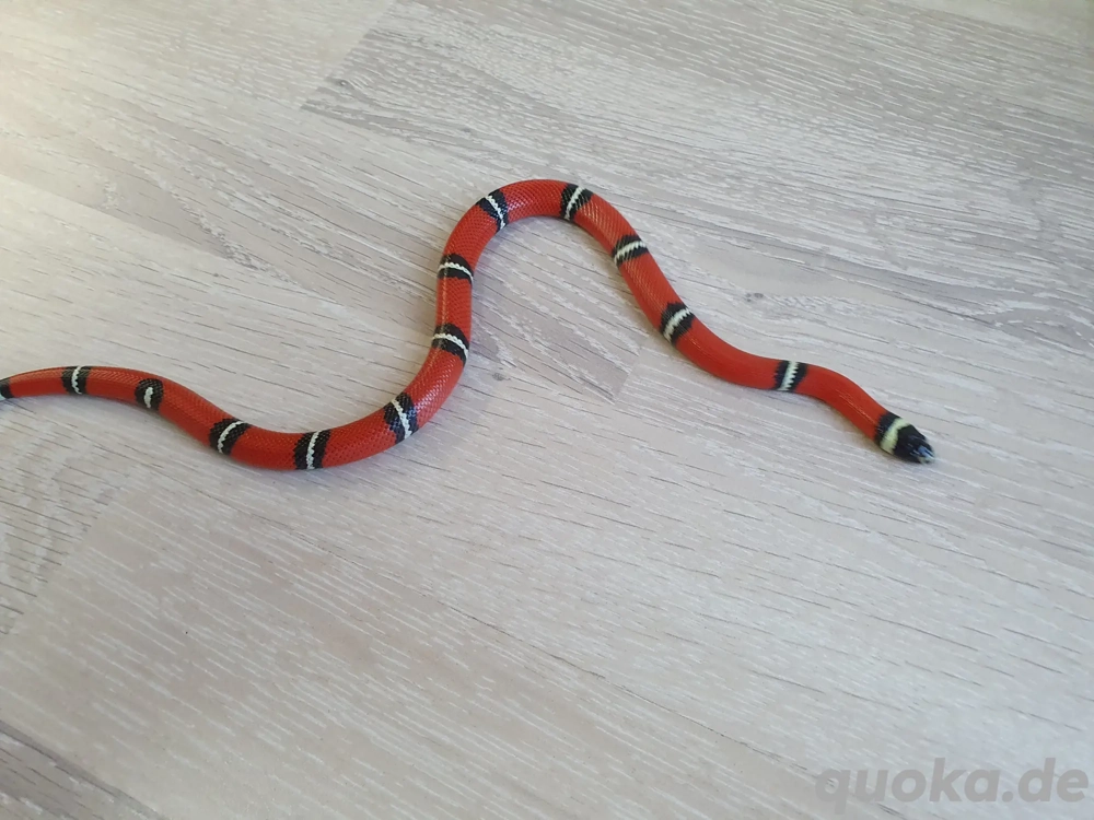 Königsnatter 0.1 