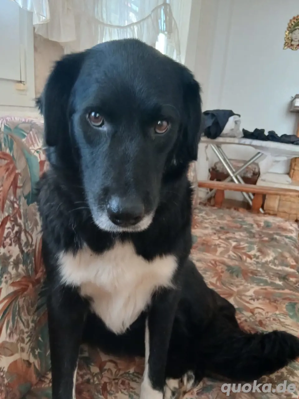 Hund Hündin Kastriert Tierschutz Bundesweite Vermittlung 