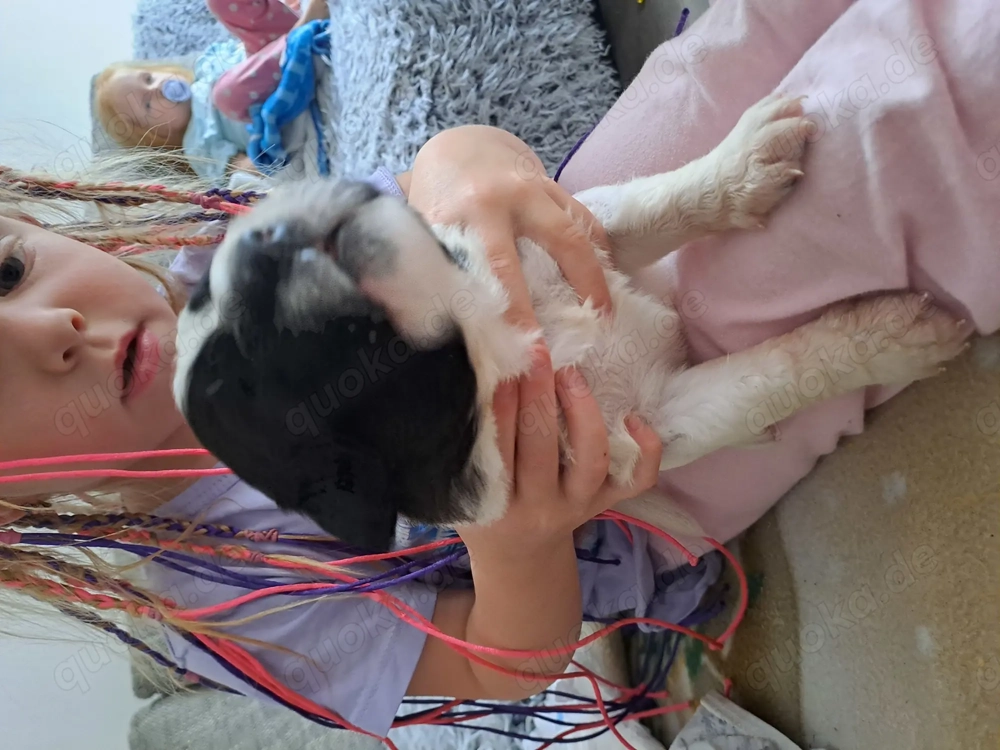 Kaukasischer owtscharka Schäferhund 