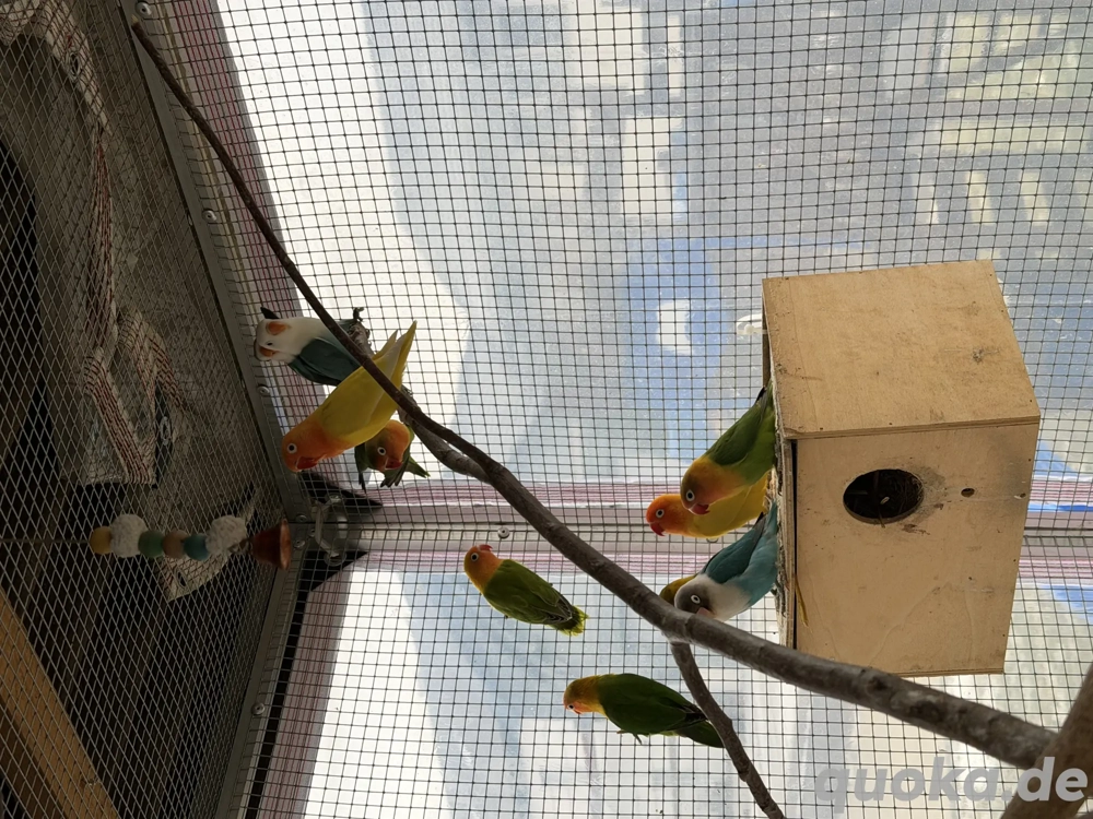 Junge Pfirsichköpfchen 