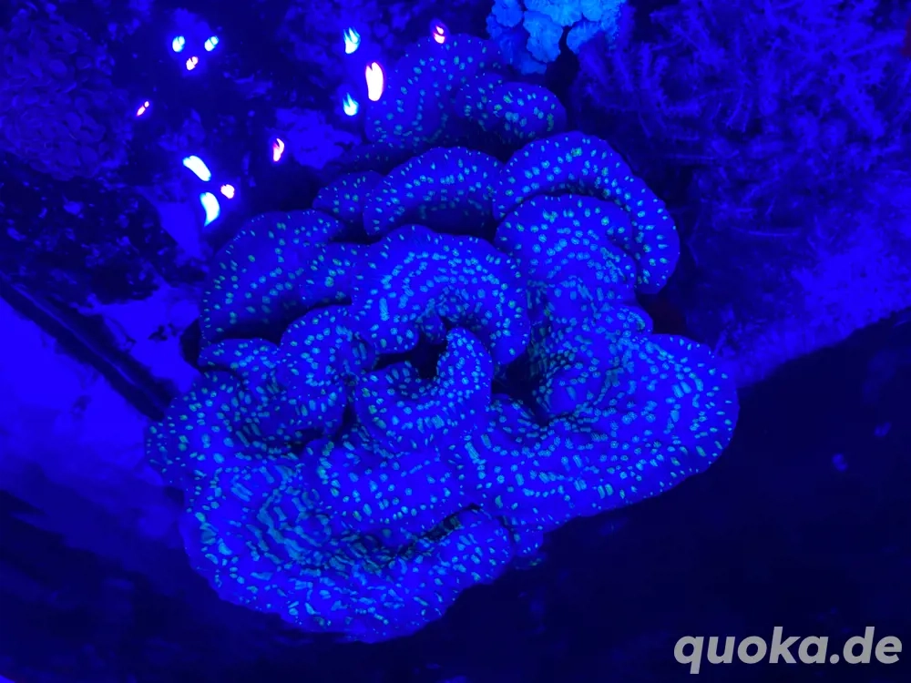 Echinopora lamellosa Chalice Koralle Meerwasser