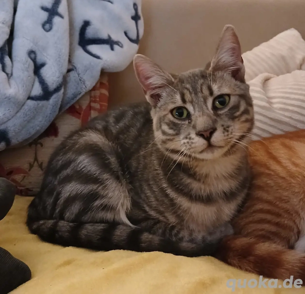 Kater Katze Tierschutz Handicap Bundesweite Vermittlung 