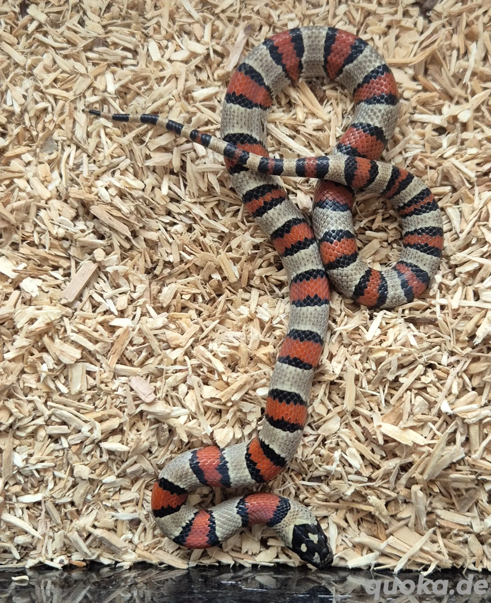 Königsnattern 2025 Lampropeltis leonis 