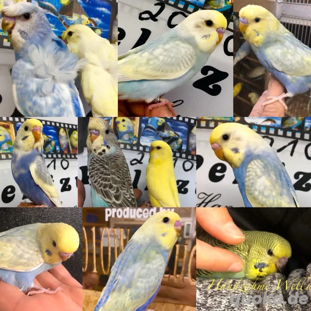 Junge Rainbow's HANDZAHME Wellensittiche