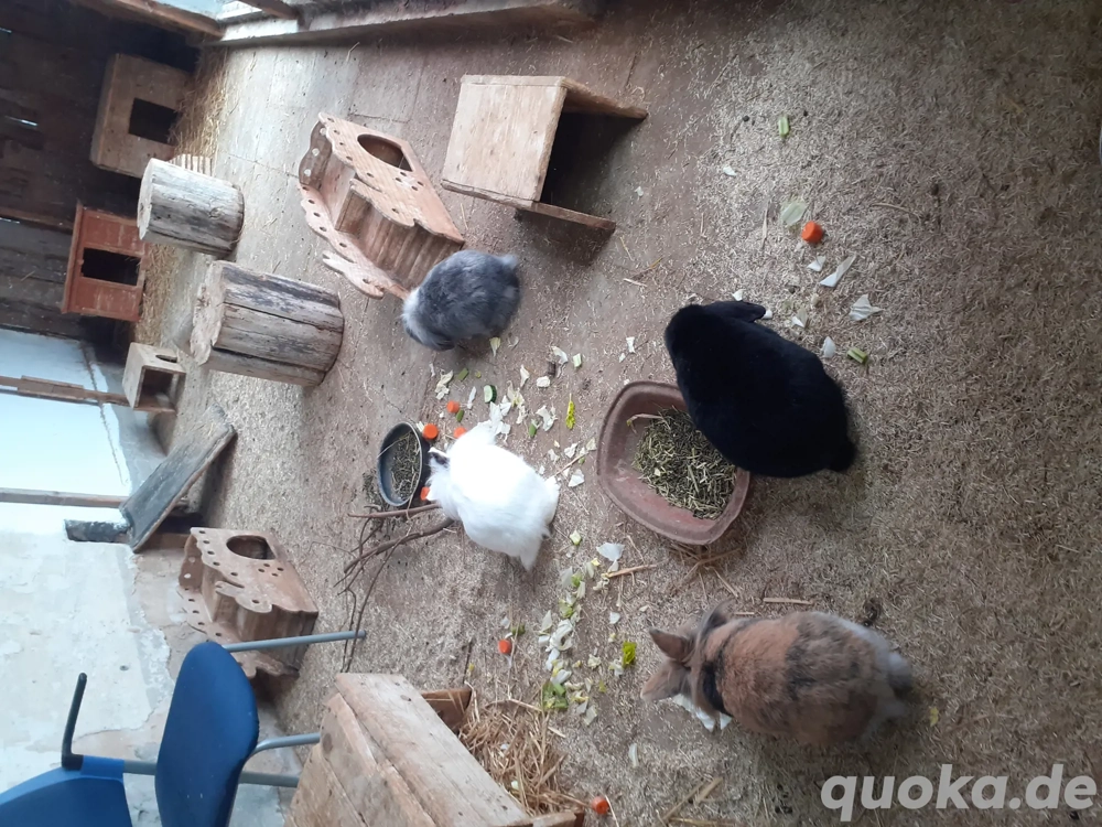 Löwenköpfchen Zwerghase Lionloop