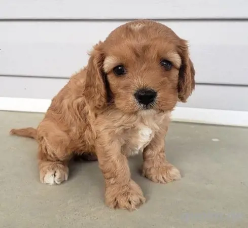 Premium Mini Cavapoo Welpen Sanftes Wesen & familienaufgezogen