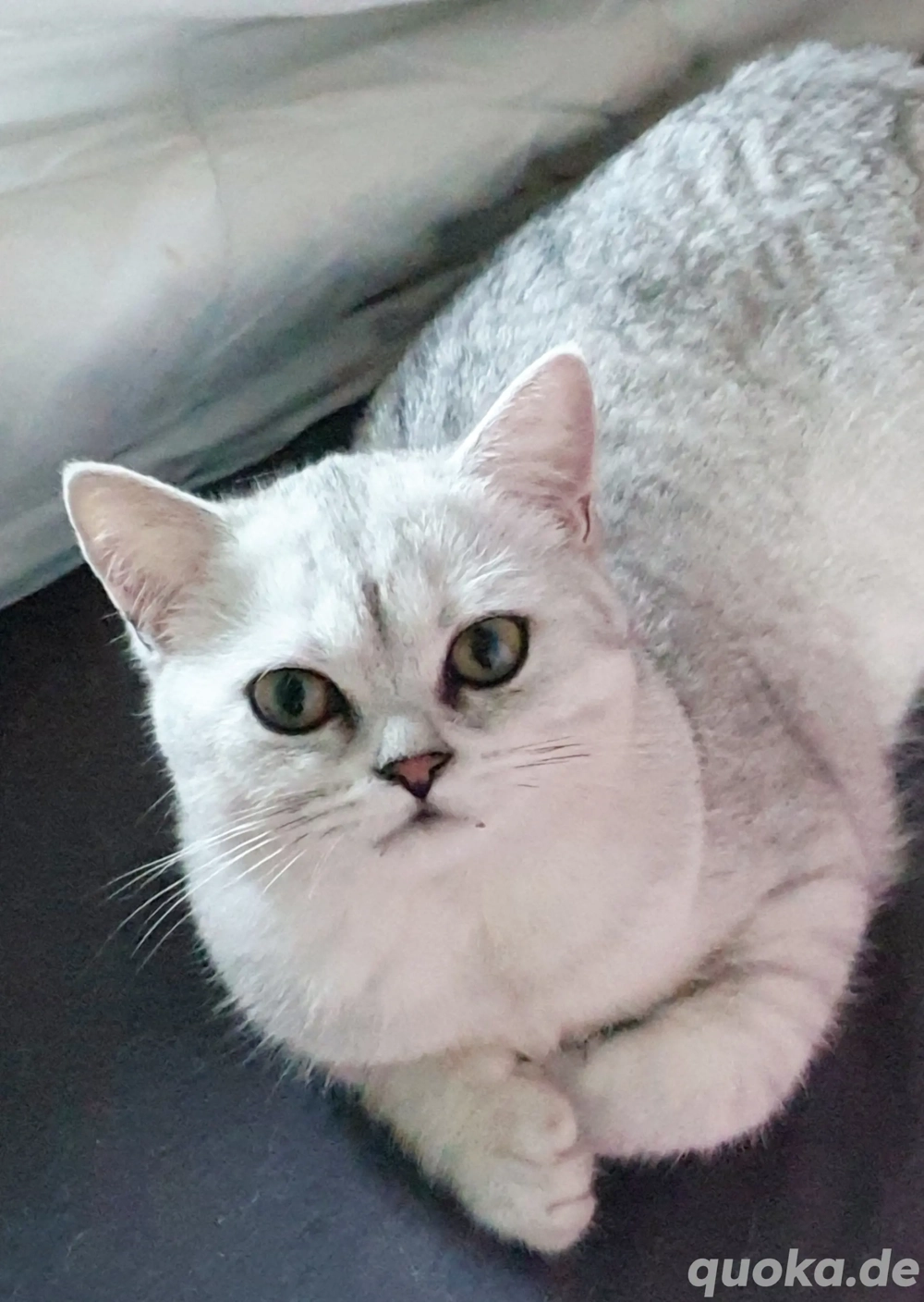 BKH Kitten Bärchen suchen liebevolles Zuhause