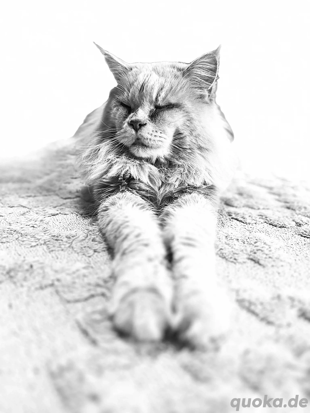 Deckkater mit Stammbaum!!!