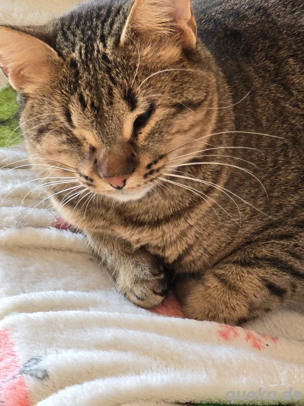 Katze Handicap Blind Tierschutz Bundesweite Vermittlung 