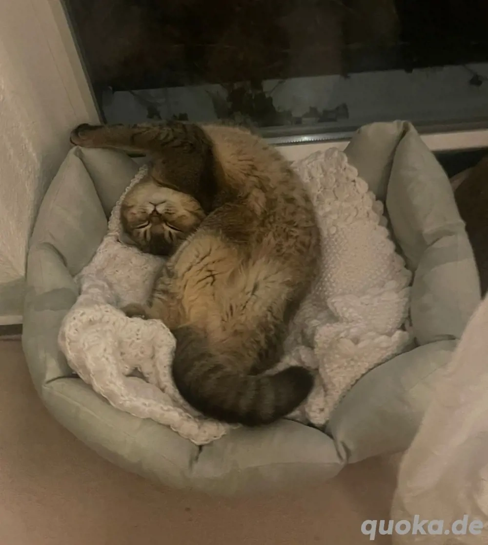 BKH Black Gold 9Monate Alt