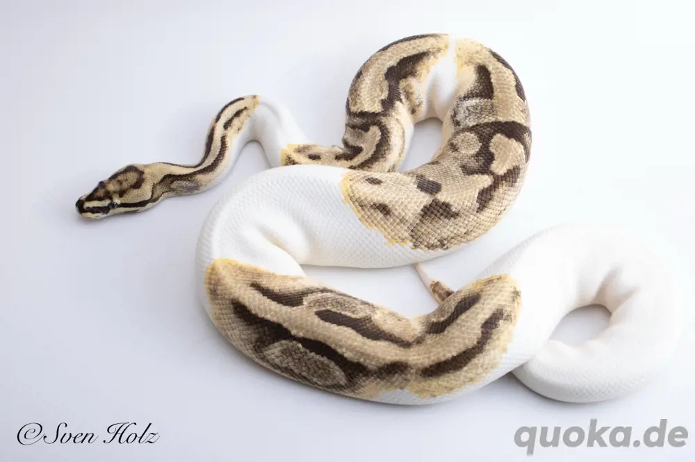 1.0 Enchi Orange Dream Piebald Zuchtttier Königspython