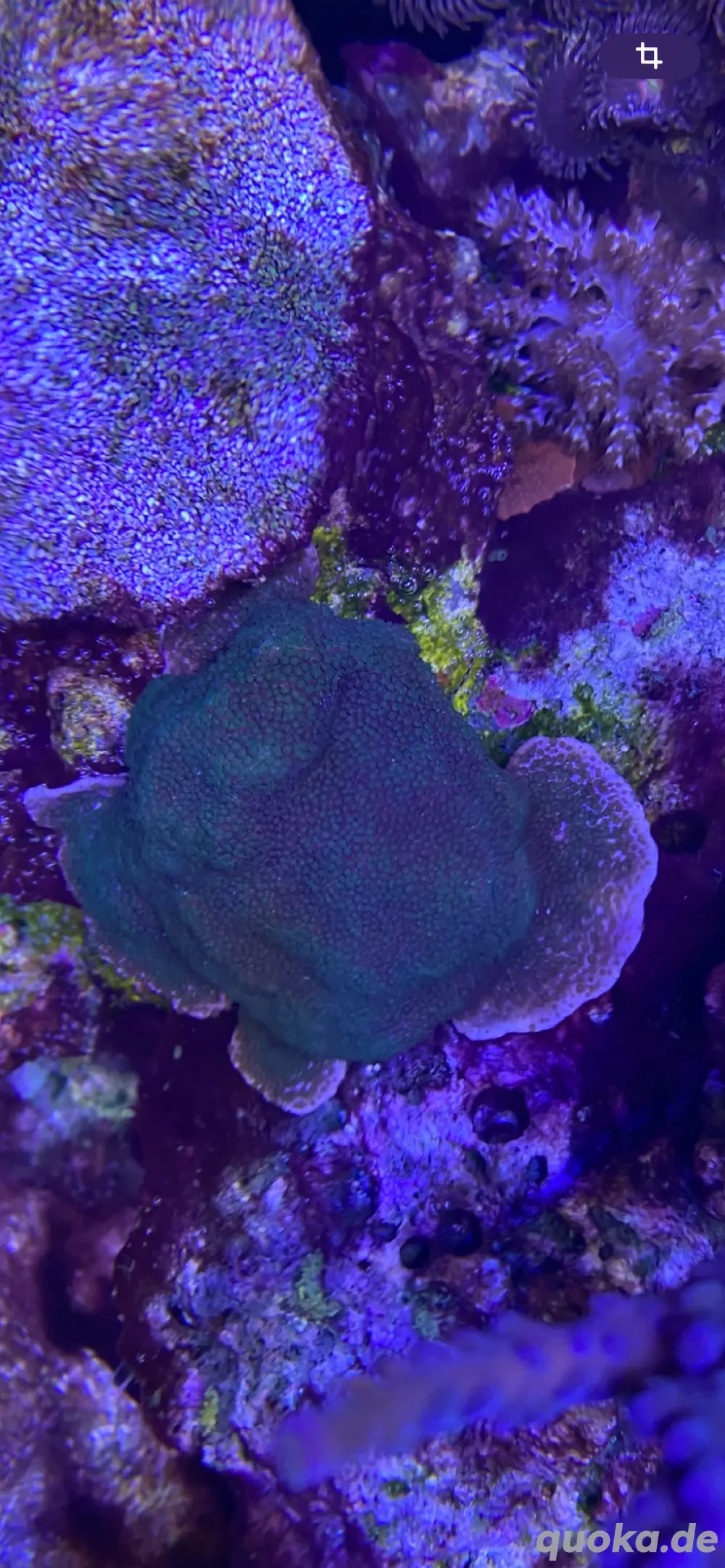 Montipora SPS Koralle